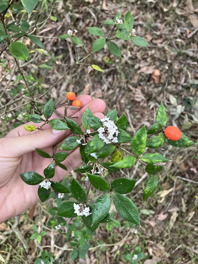 Alyxia ruscifolia photo 7