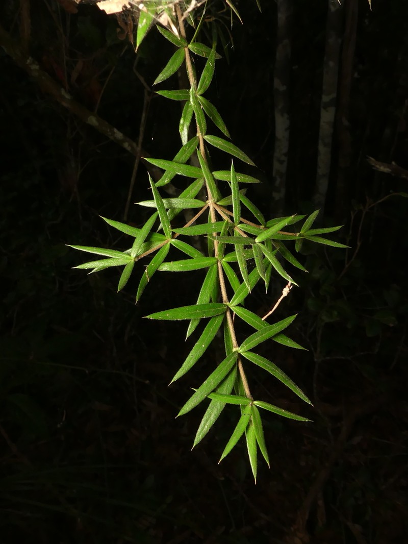 Alyxia ruscifolia photo 8