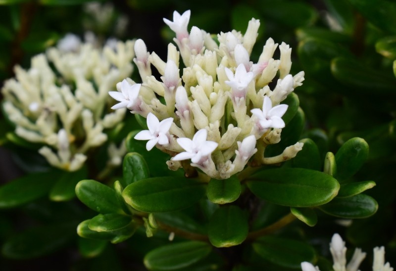 Alyxia sarasinii