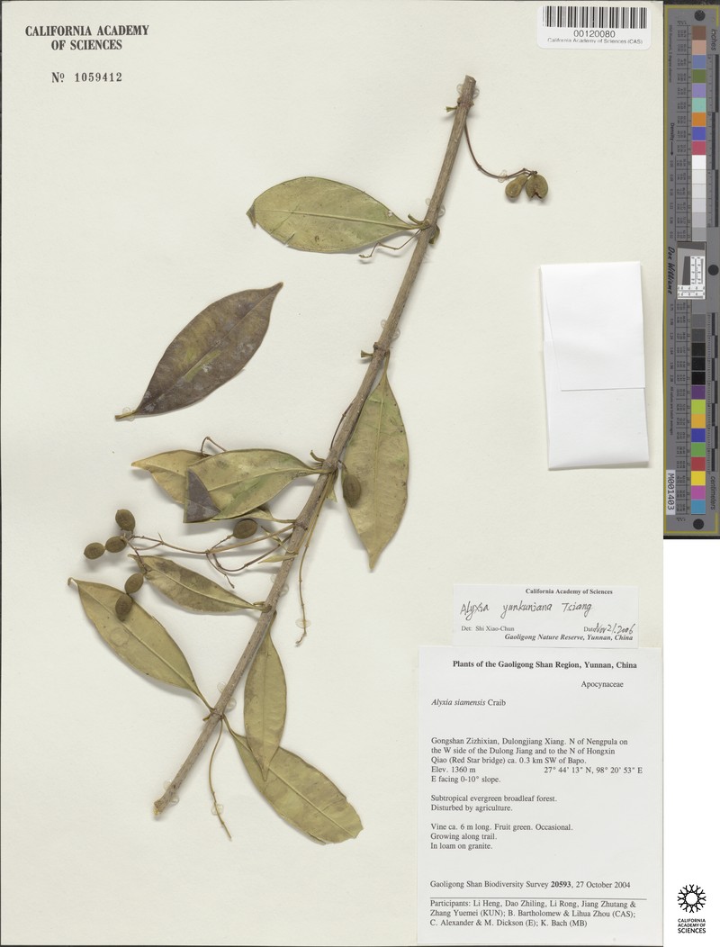 Alyxia siamensis