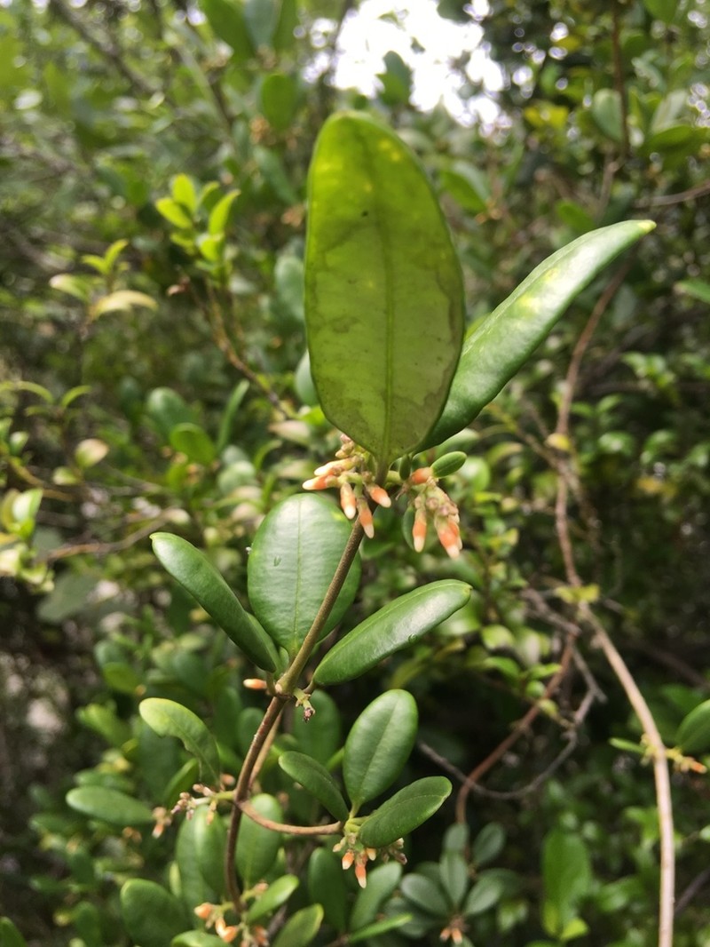 Alyxia sinensis