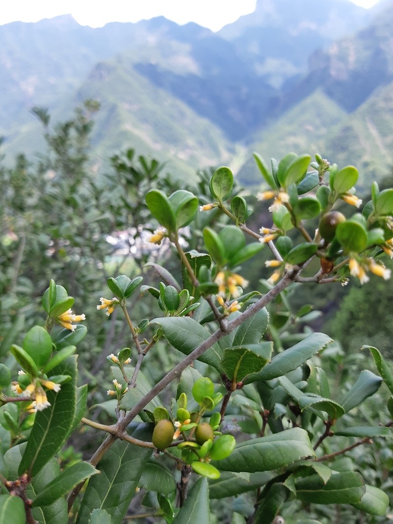 Alyxia sinensis photo 2