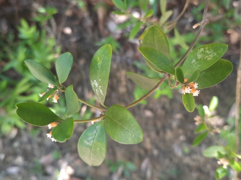 Alyxia sinensis photo 3