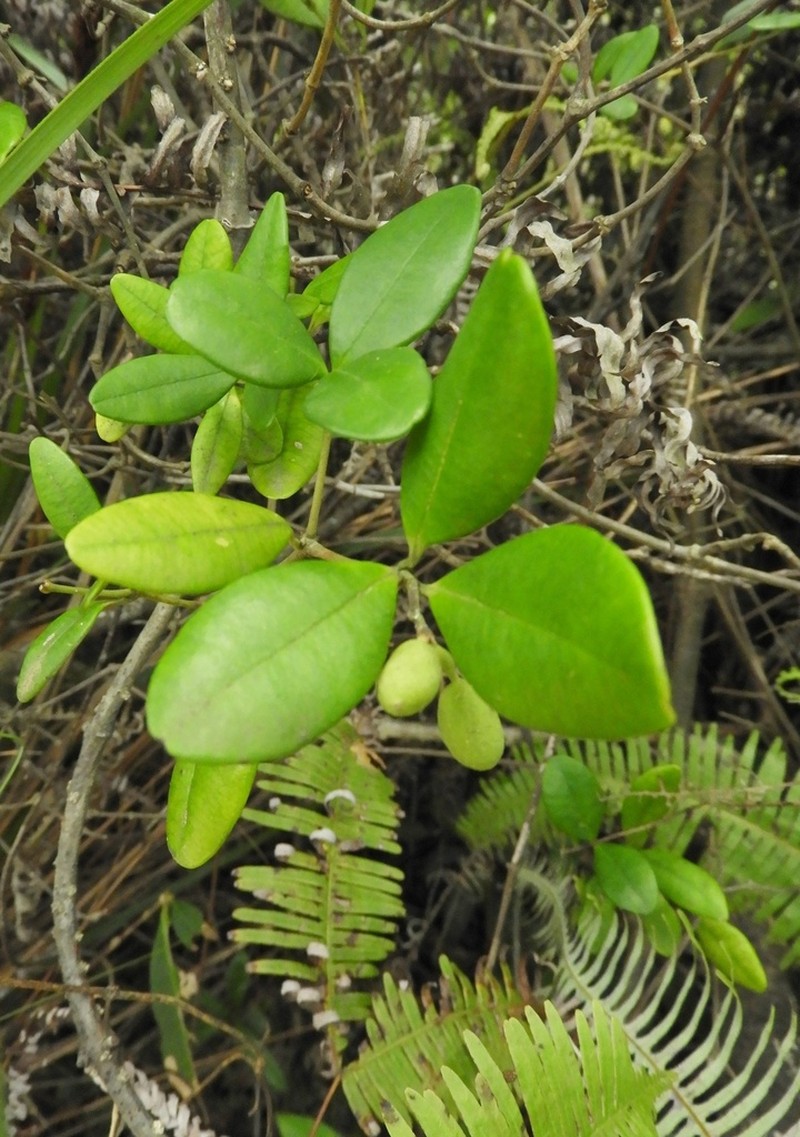 Alyxia sinensis photo 4