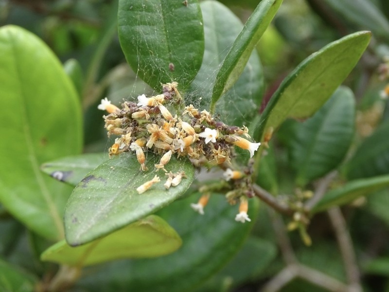 Alyxia sinensis photo 5