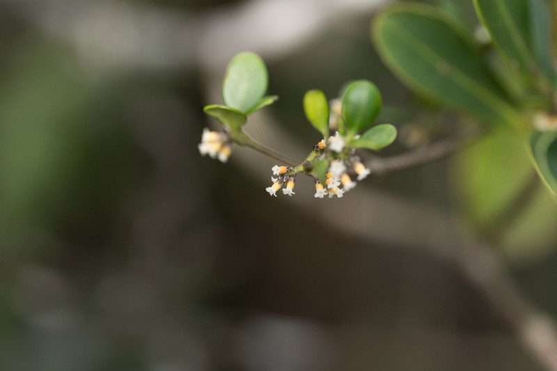 Alyxia sinensis photo 6