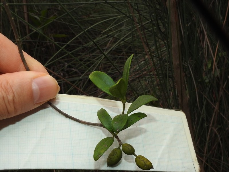 Alyxia sinensis photo 7
