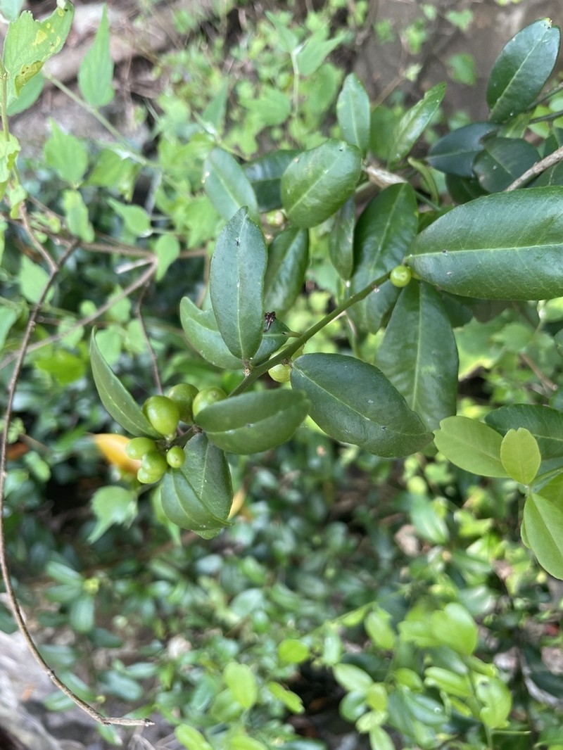 Alyxia sinensis photo 8