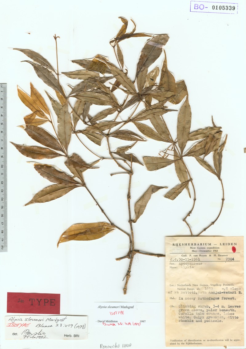 Alyxia sleumeri