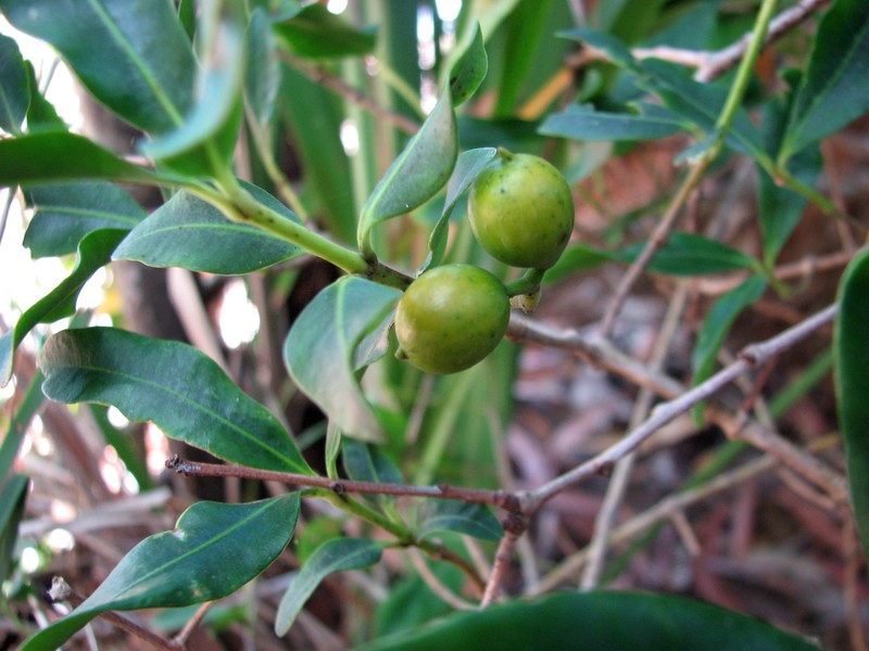 Alyxia spicata