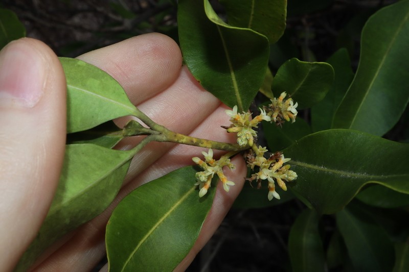 Alyxia spicata photo 2