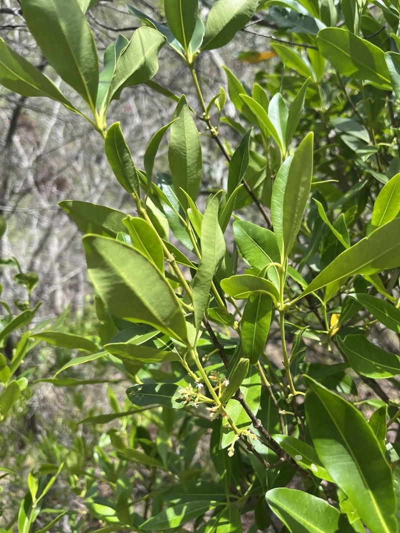 Alyxia spicata photo 3