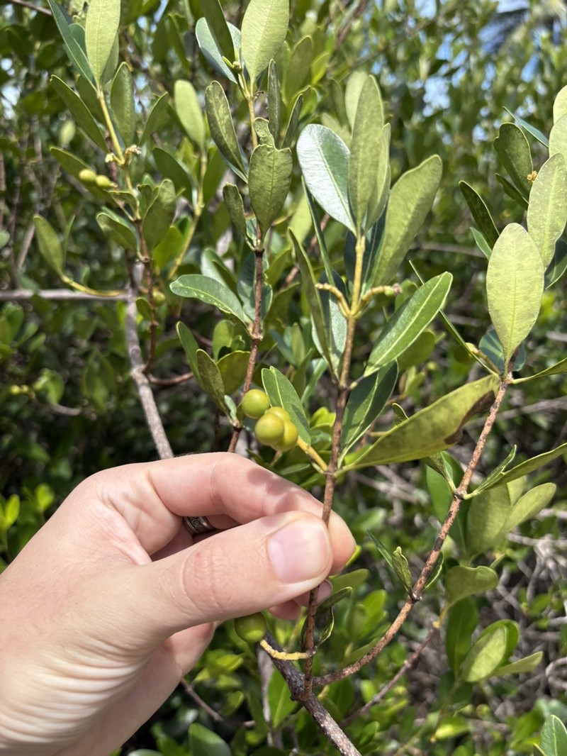 Alyxia spicata photo 4