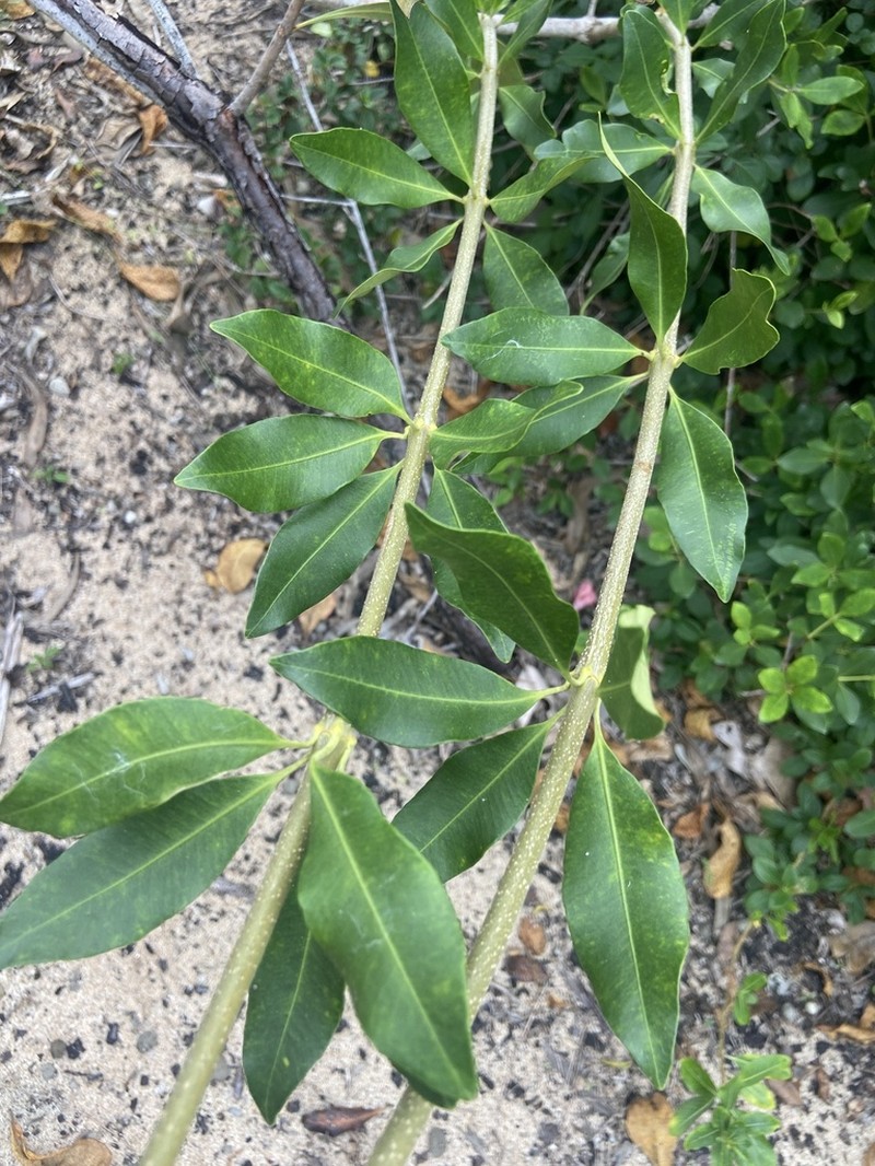 Alyxia spicata photo 5