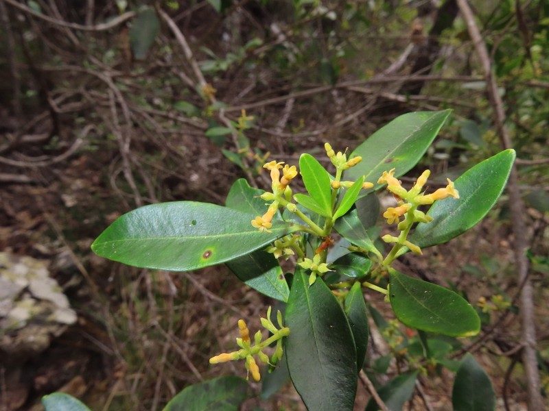 Alyxia spicata photo 6