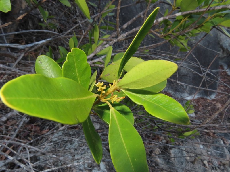 Alyxia spicata photo 7