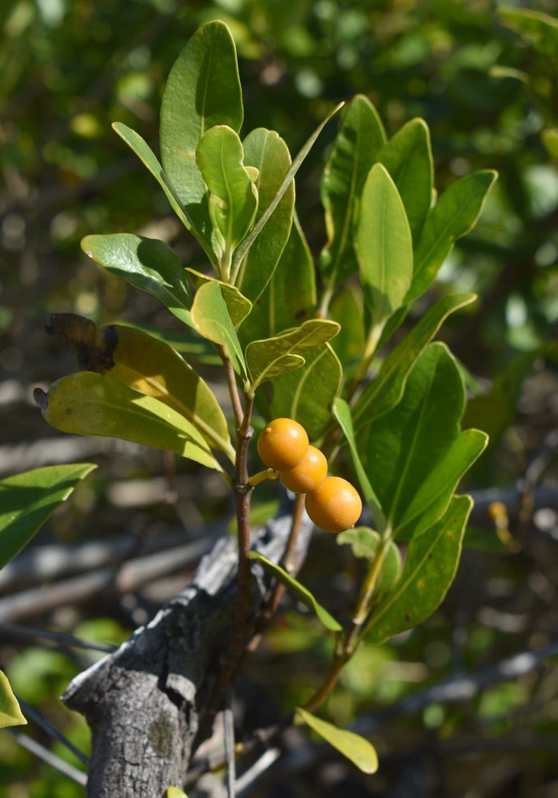 Alyxia spicata photo 8