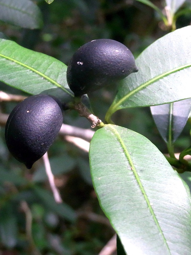 Alyxia squamulosa