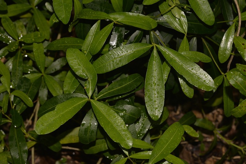 Alyxia squamulosa photo 2
