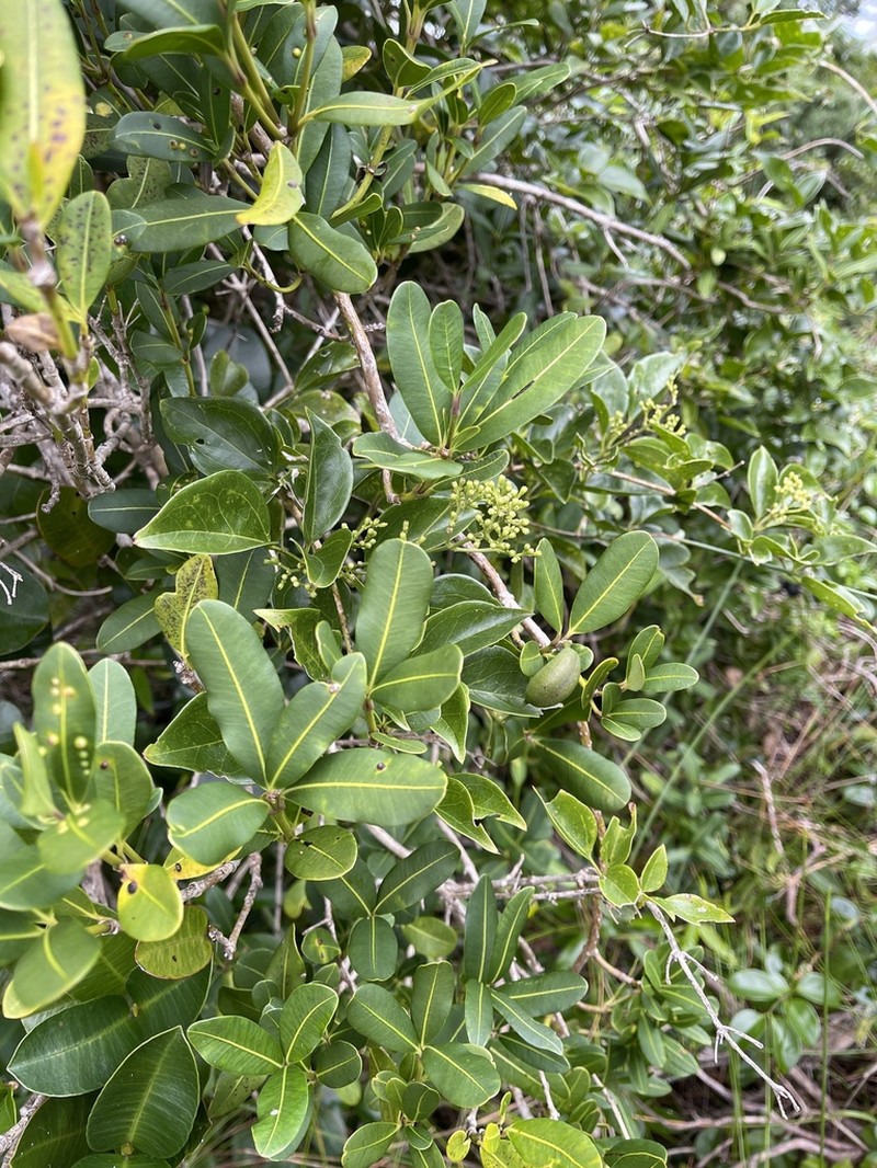 Alyxia squamulosa photo 3