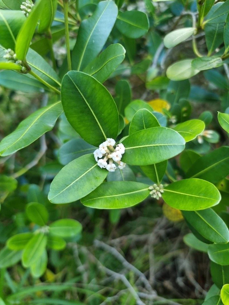 Alyxia squamulosa photo 4