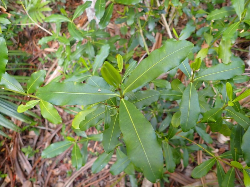 Alyxia squamulosa photo 5