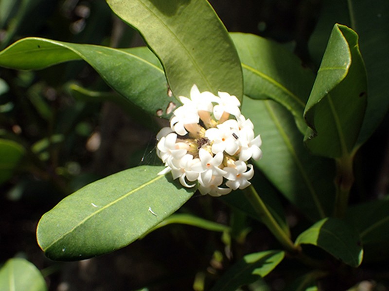 Alyxia squamulosa photo 6