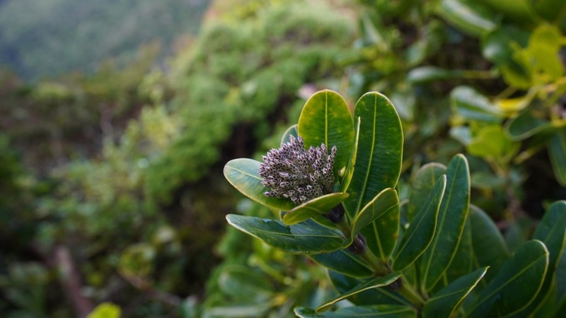 Alyxia squamulosa photo 7