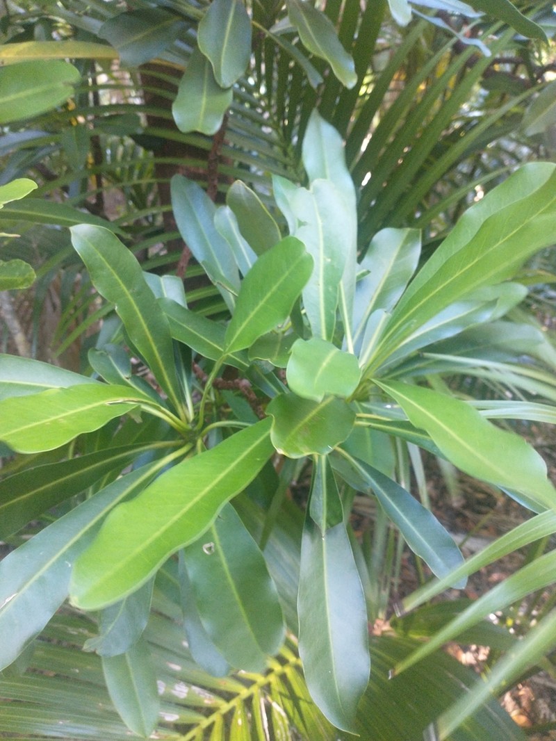 Alyxia squamulosa photo 8