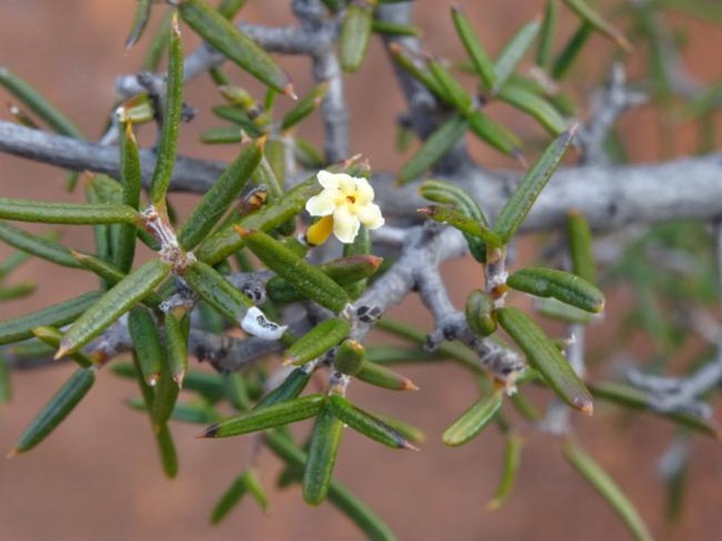 Alyxia tetanifolia