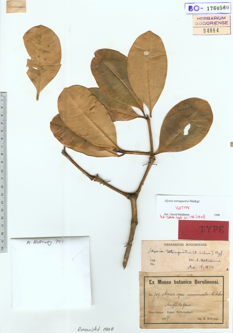 Alyxia tetraquetra
