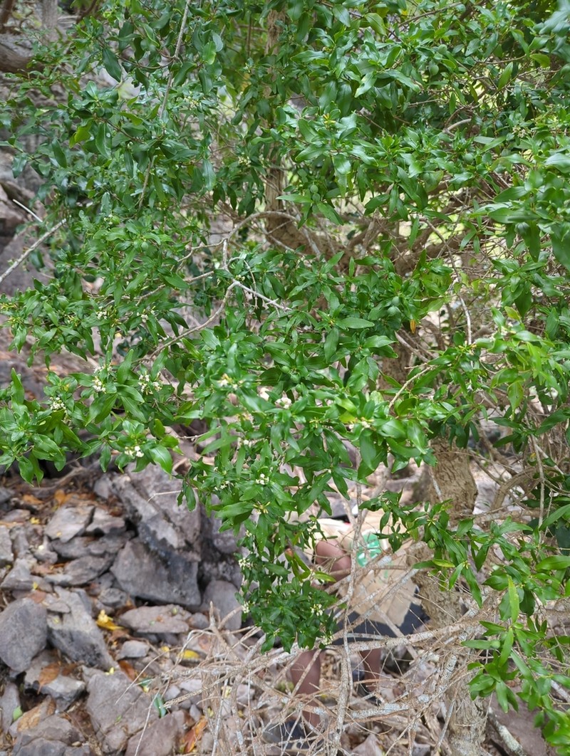 Alyxia tisserantii