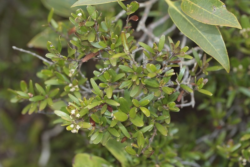 Alyxia tisserantii photo 6