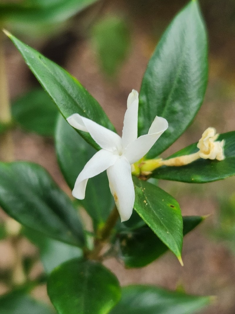 Alyxia tropica photo 2