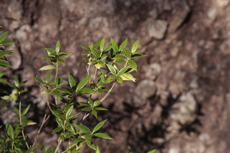 Alyxia tropica photo 4