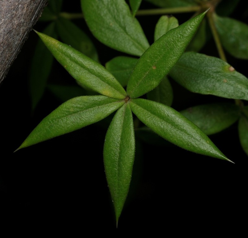 Alyxia tropica photo 6