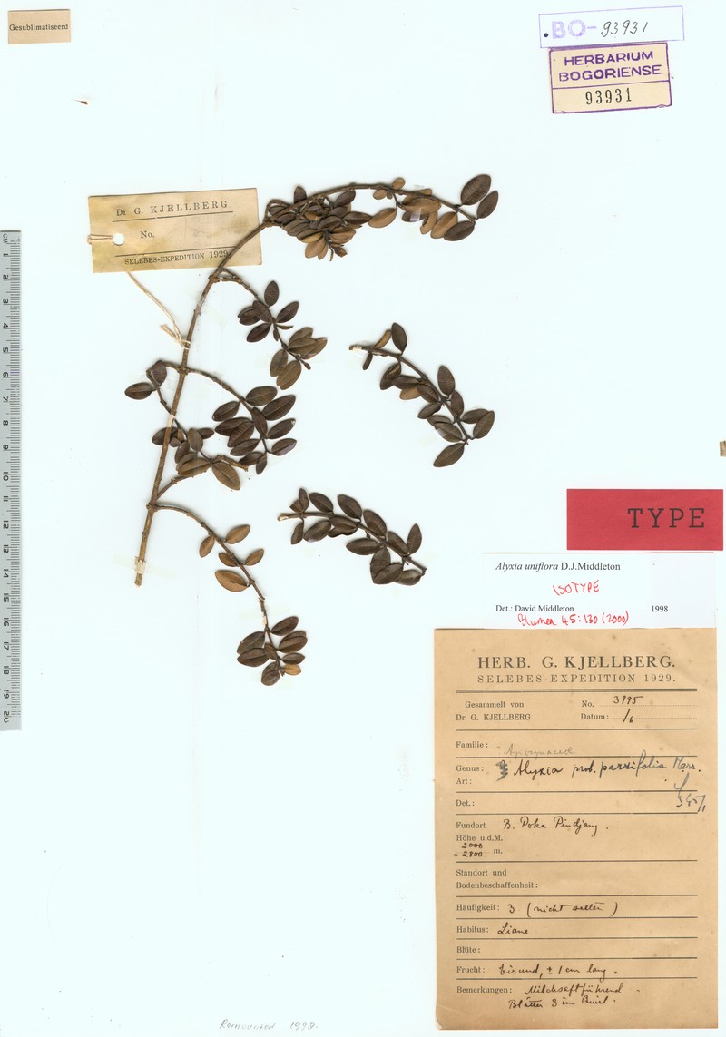 Alyxia uniflora