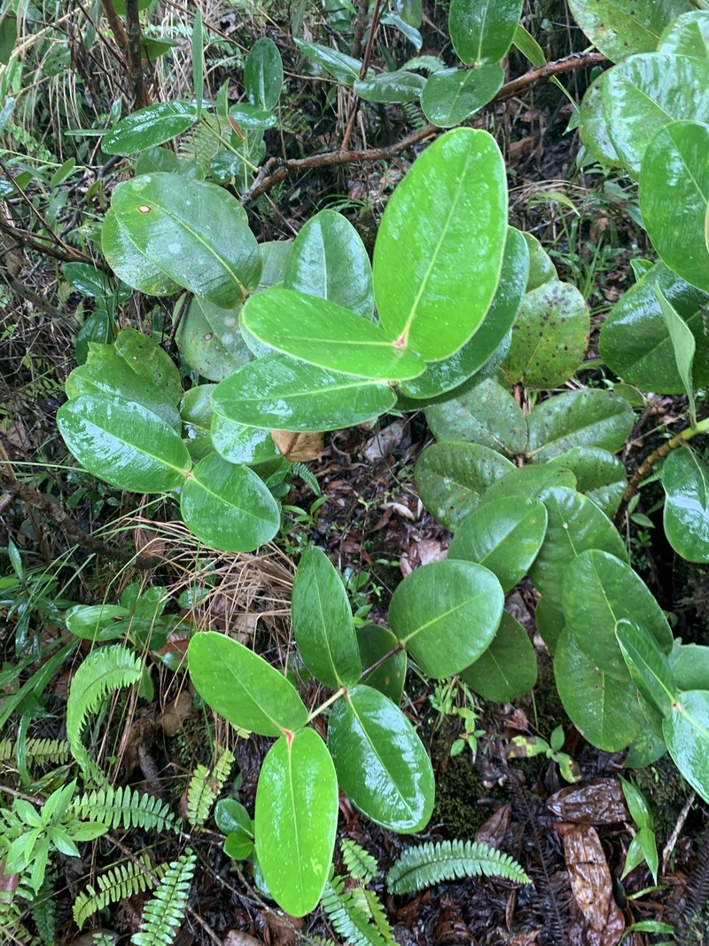 Alzatea verticillata