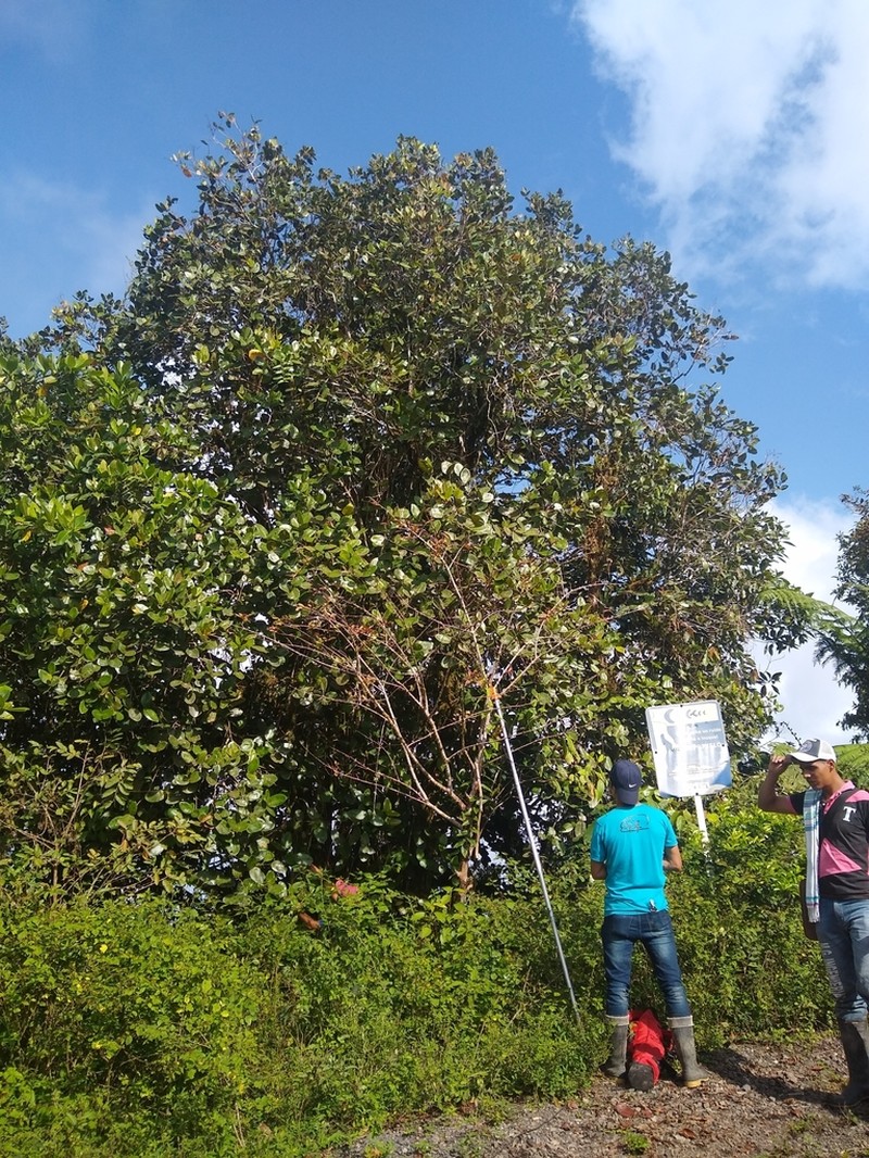 Alzatea verticillata photo 2