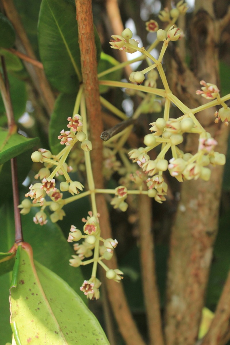 Alzatea verticillata photo 3