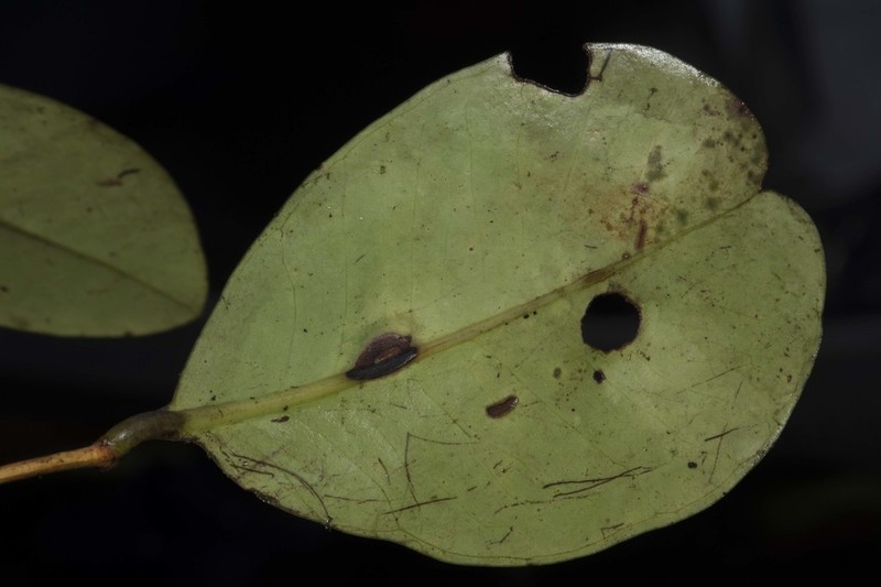 Alzatea verticillata photo 5
