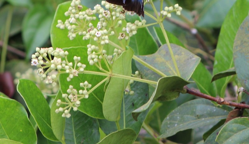 Alzatea verticillata photo 6
