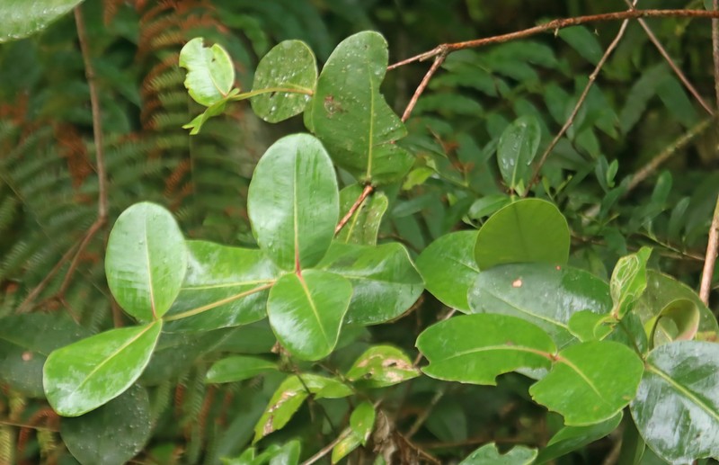 Alzatea verticillata photo 7