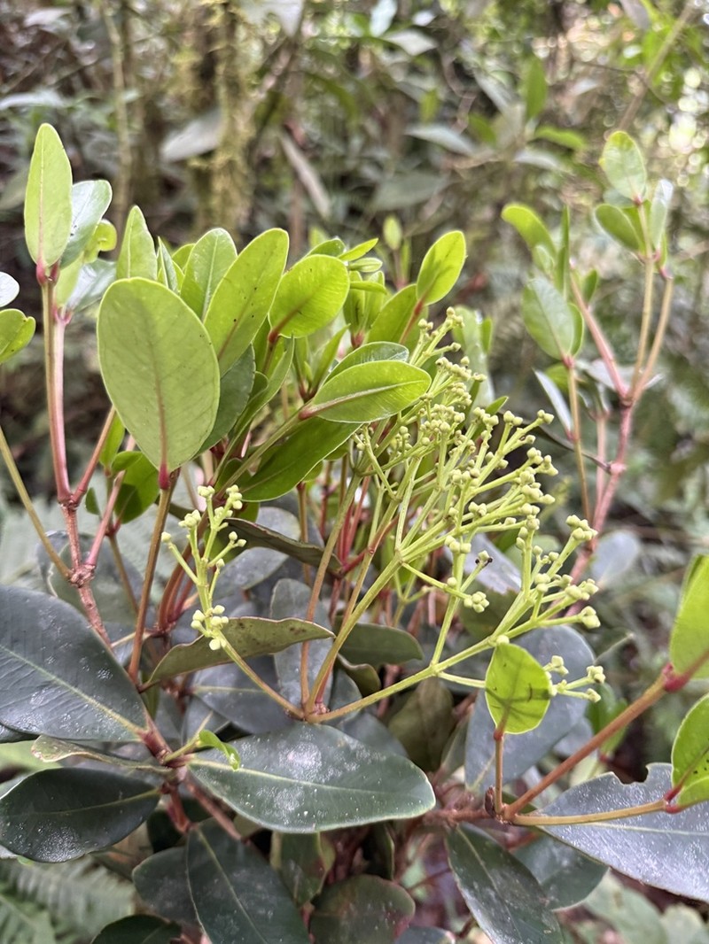 Alzatea verticillata photo 8