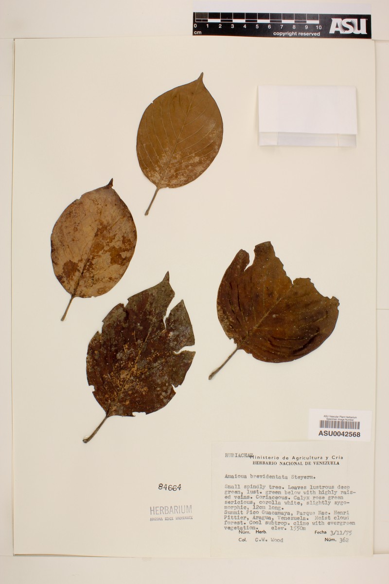 Amaioua brevidentata