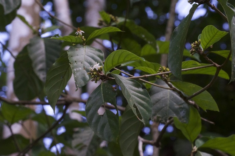 Amaioua glomerulata photo 2