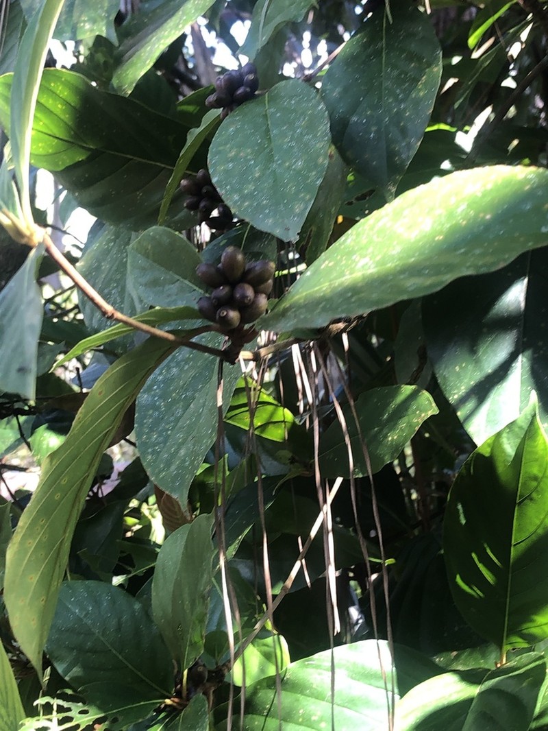 Amaioua glomerulata photo 3