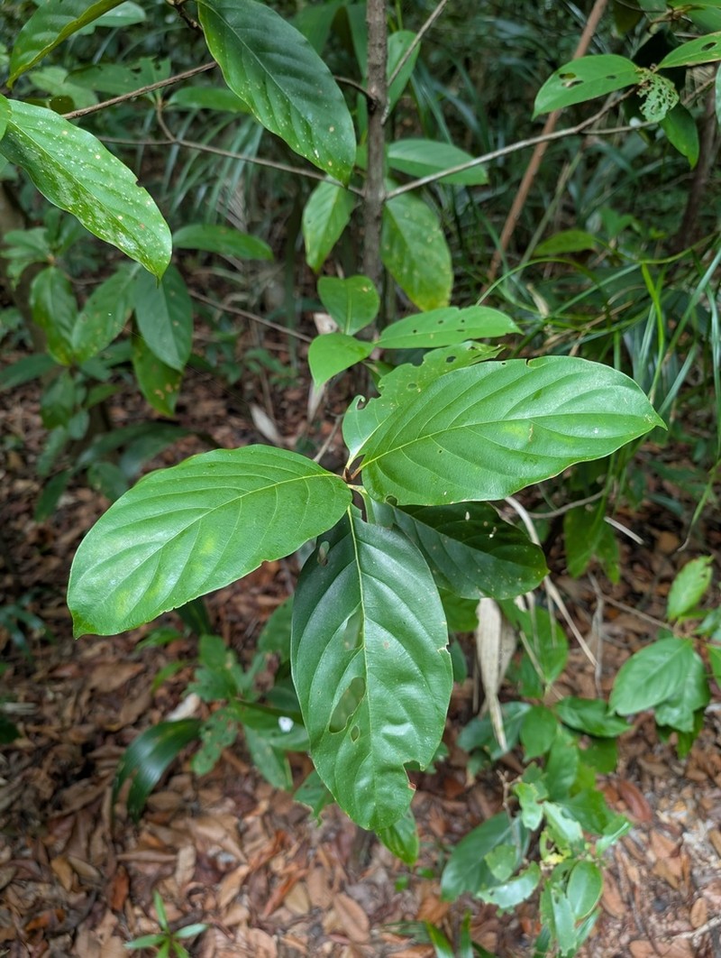 Amaioua glomerulata photo 6