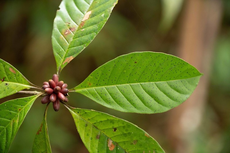 Amaioua glomerulata photo 7