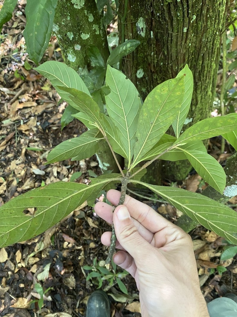 Amaioua guianensis
